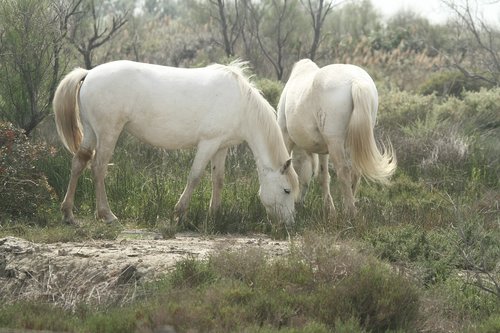 horses  saintes-maries-de-la-mer  white