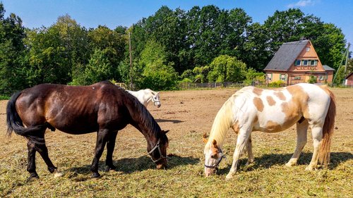 horses  pasture  horse