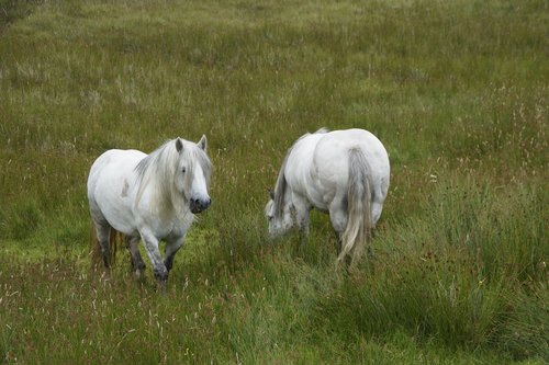 horses  scotland  landscape