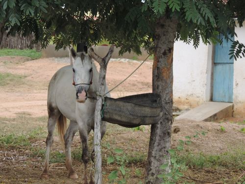 horses animal haras