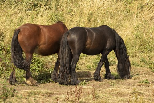 horses  stable  animal