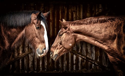 horses  friendship  horse stable