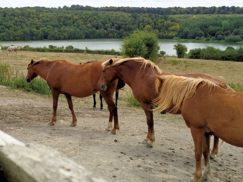 horses  nature  animals