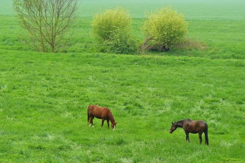 horses horse animals