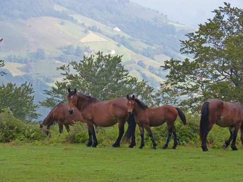 horses  pastures  pacer