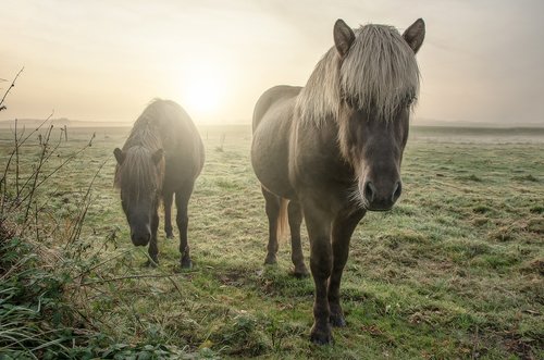 horses  field  animal
