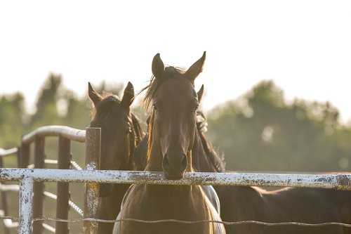 horses  fence  country