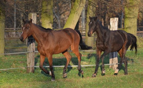 horses  animal  horse riding