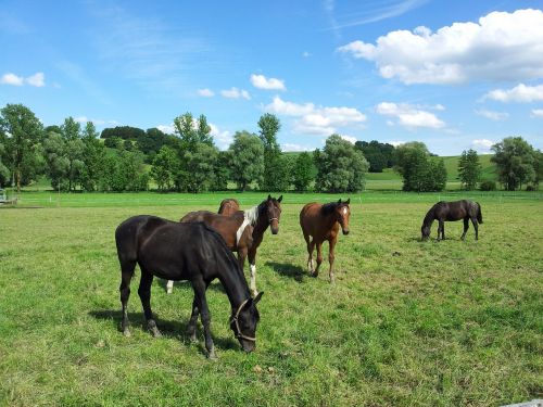 horses paddock landscape