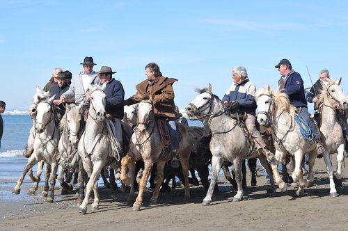 horses  sea  guards