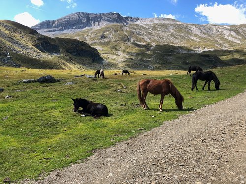 horses  alm  pasture