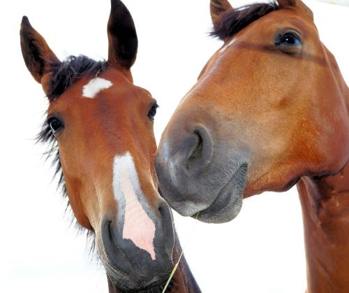 horses horse heads expressive