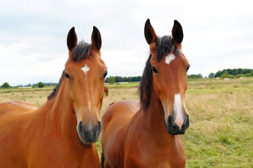 horses horse heads portraits