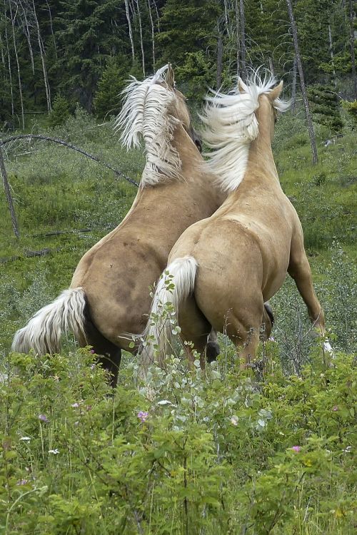 horses mammal fighting