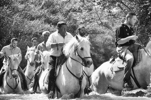 horses  water  camargue