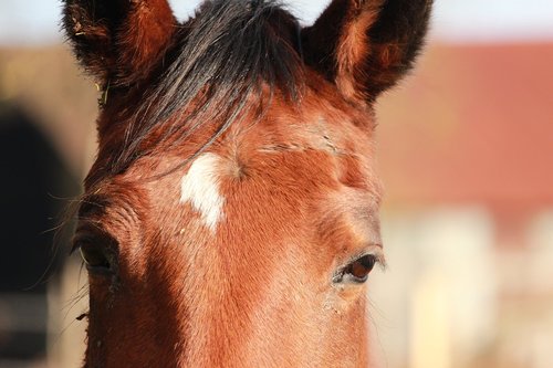 horses  horse  horse walker