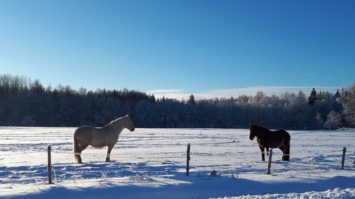 horses  snow  horse