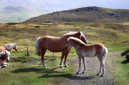 horses  animals  pasture