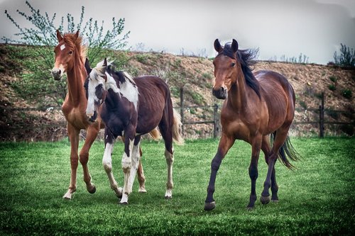 horses  pasture  animal