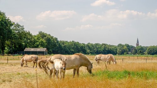 horses  summer  hot