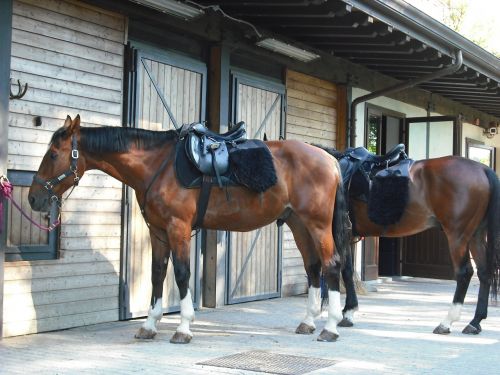 horses stable