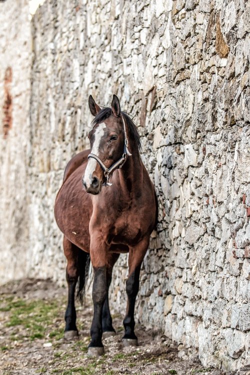 horses  stallion  portrait