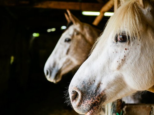 horses  portrait  mane