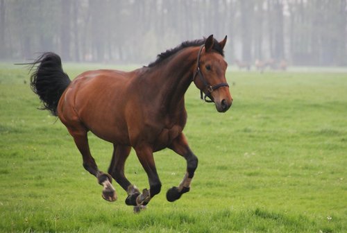 horses  whey  gallop