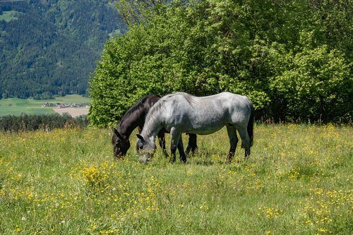 horses  meadow  grey