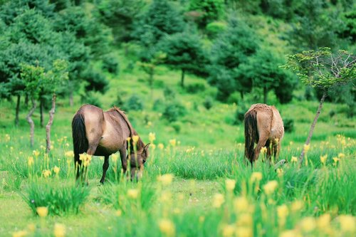 horses  grass  nature