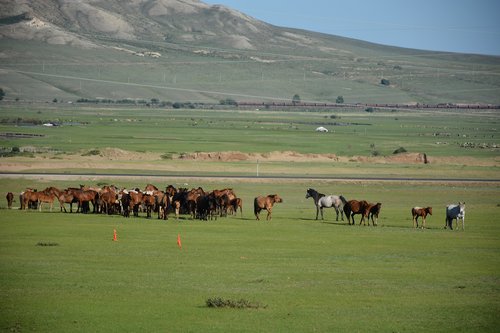 horses  countryside  livestock