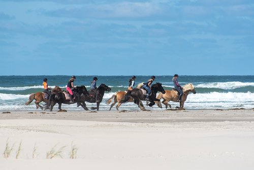 horses  beach  sand