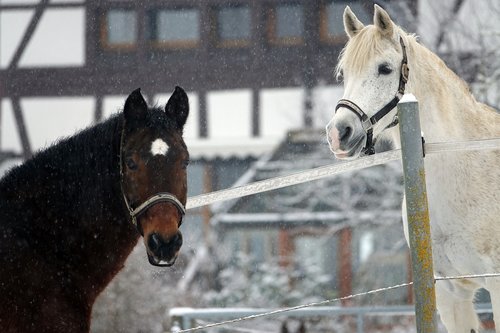 horses  snow  farmhouse