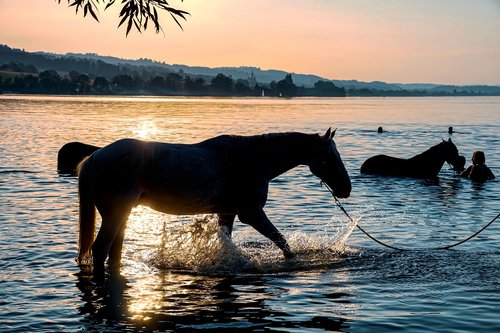 horses  swim  lake