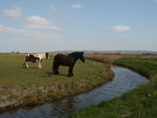 horses stream water