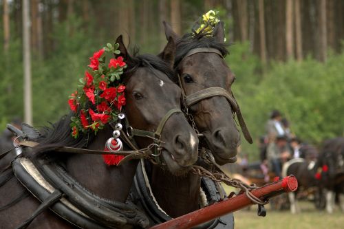 horses animals the head of a horse