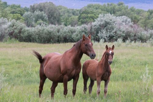 horses animals riding