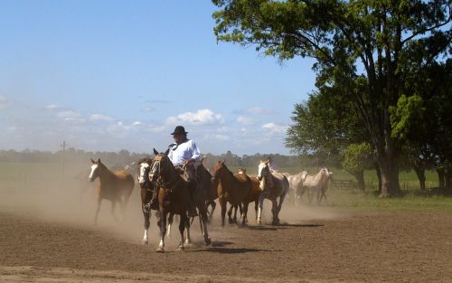 horses animal stallion