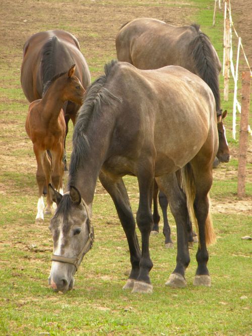 horses group herd