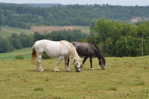 horses animals nature