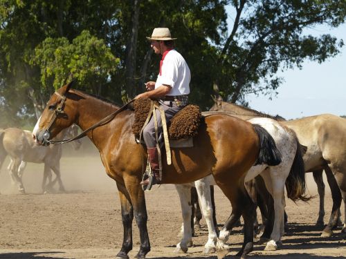 horses argentina gaucho