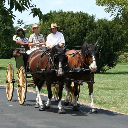 horses carriage tourist