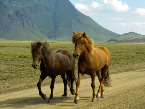 horses iceland landmannalaugar