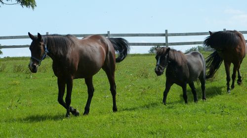 horses nature pasture