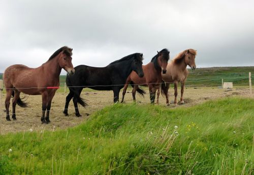 horses landscape nature