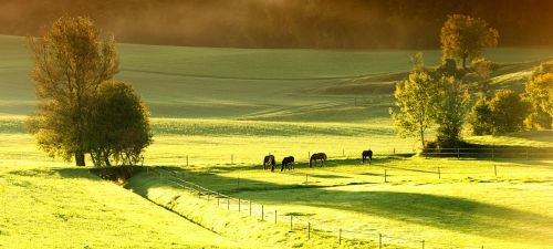 horses meadow spring