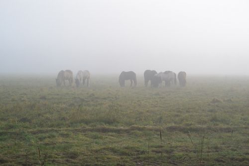 horses fog morning mist