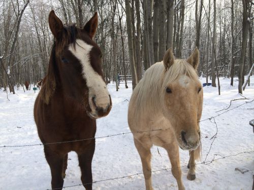 horses winter snow