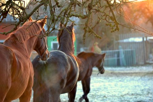 horses sunset landscape