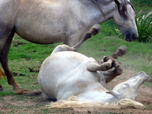 horses white animal